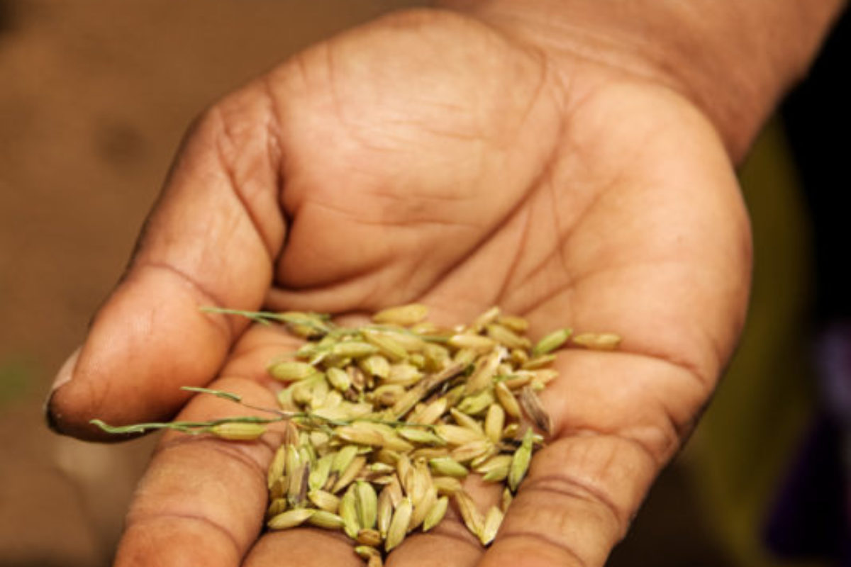 Kikori, Gulf Province, 2013. Rice is not commonly grown in Papua New Guinea, but a women’s group in the Kikori Delta has successfully started rice production to improve rural livelihoods.