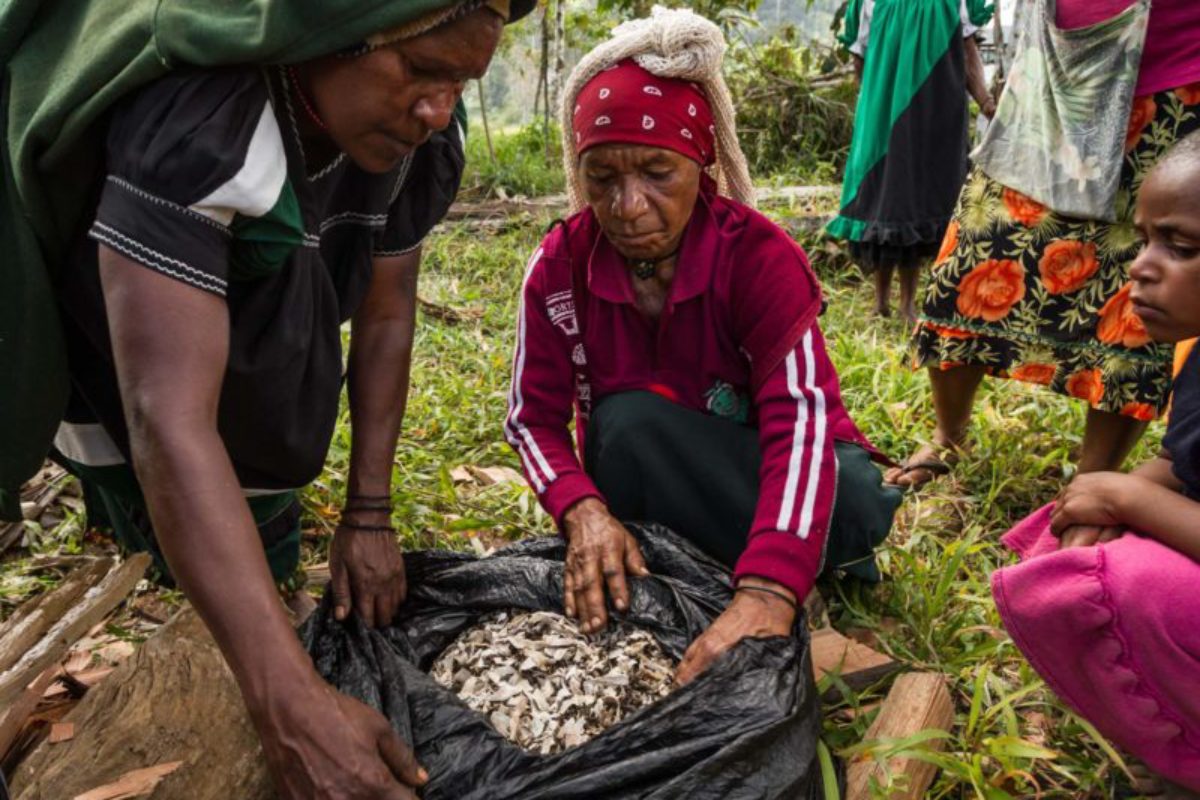 Homa-Paua, Southern Highlands Province, 2014. Women open up a fresh bag of mulch to use in their fields to boost agricultural production. Farming is primarily done by the women and involves every generation.