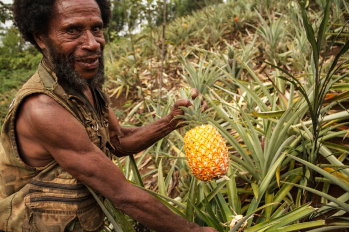 Hides, Hela Province, 2012. An entrepreneurial farmer picks a ripe pineapple from his flourishing fields.