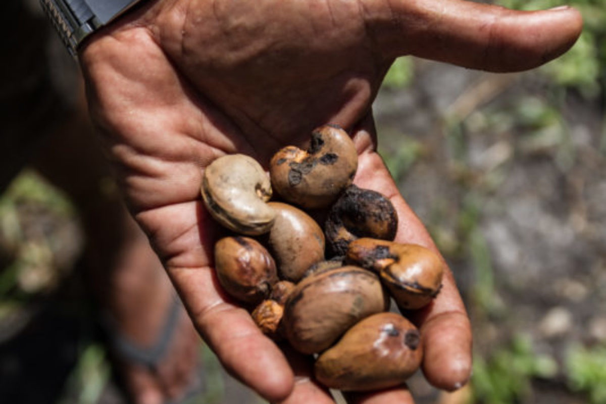 Porebada, Central Province, 2015. Nut farming is not common in Papua New Guinea, but a local farmer shows a handfull of cashews, the latest produce from the trees he planted to diversify his farm.