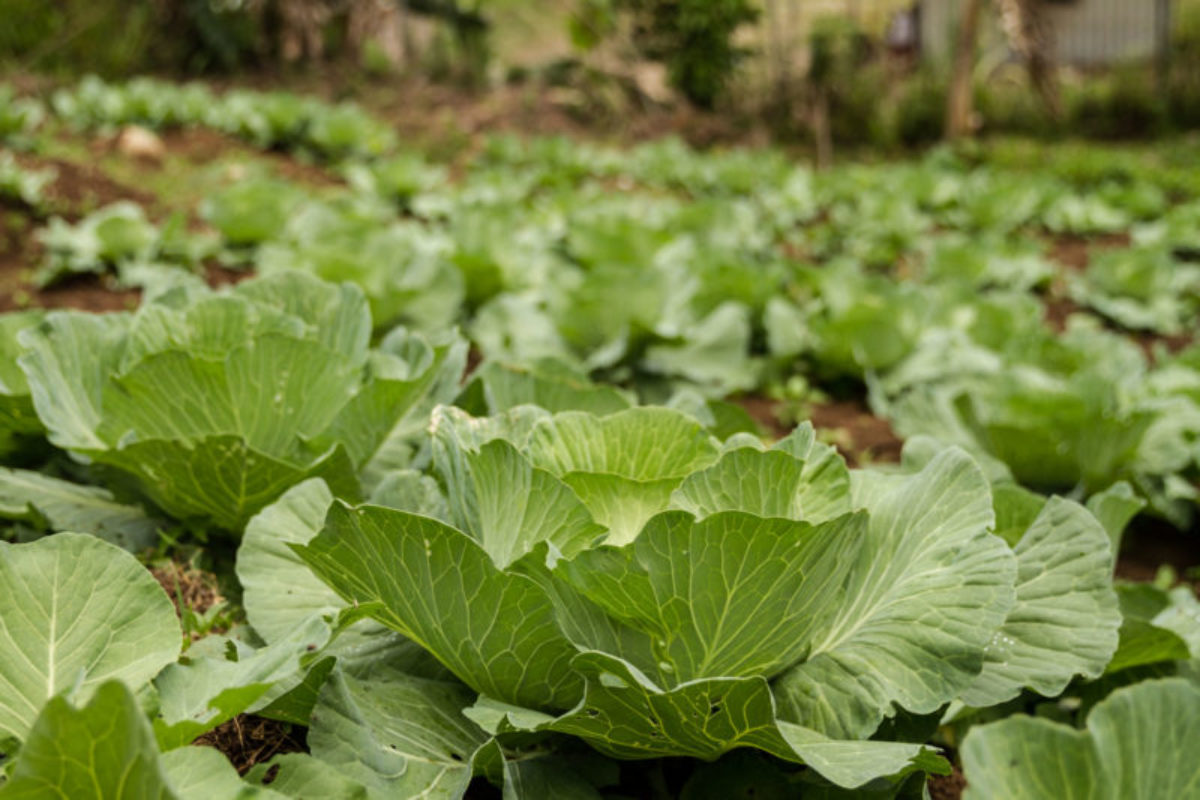 Paua, Southern Highlands Province, 2015. A field of cabbages.