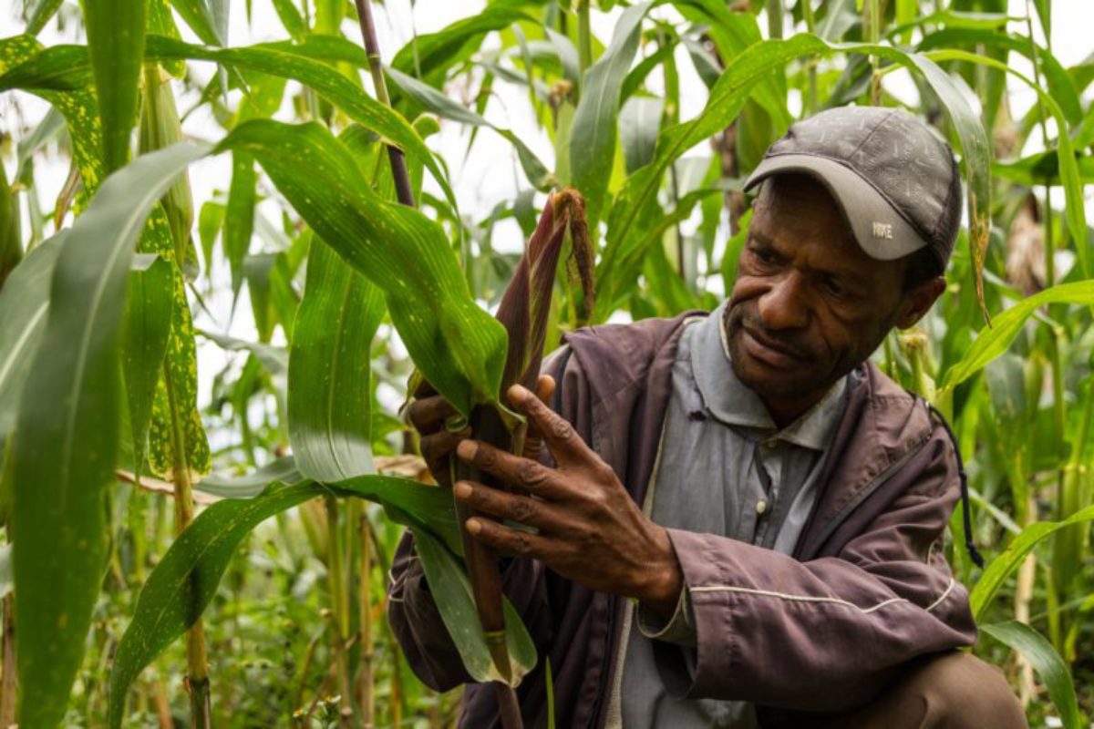 Hides, Hela Province, 2015. Hariki Ikila checks a maize crop in his garden – he has been experimenting with a hybrid seed of yellow and purple maize to improve resilience in his agricultural production.