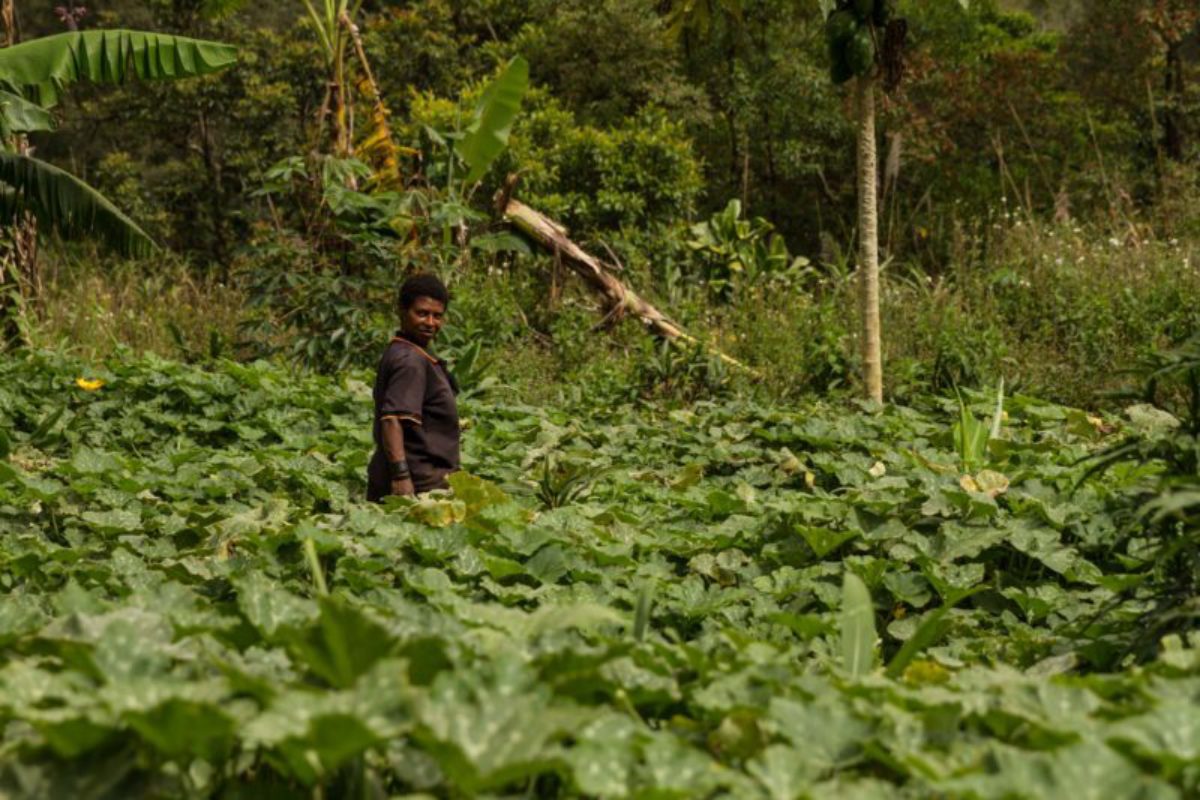 Hides, Hela Province, 2015. A woman walks through a thriving field of pumpkins, one component of a sustainable farm in the Highlands.