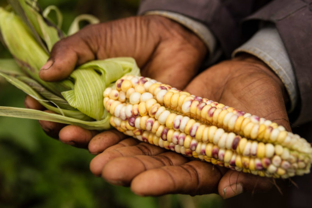 Hides, Hela Province, 2015. Agricultural specialists work with rural farmers to test out hybrid varieties to find produce that will yield the best produce with minimal inputs.