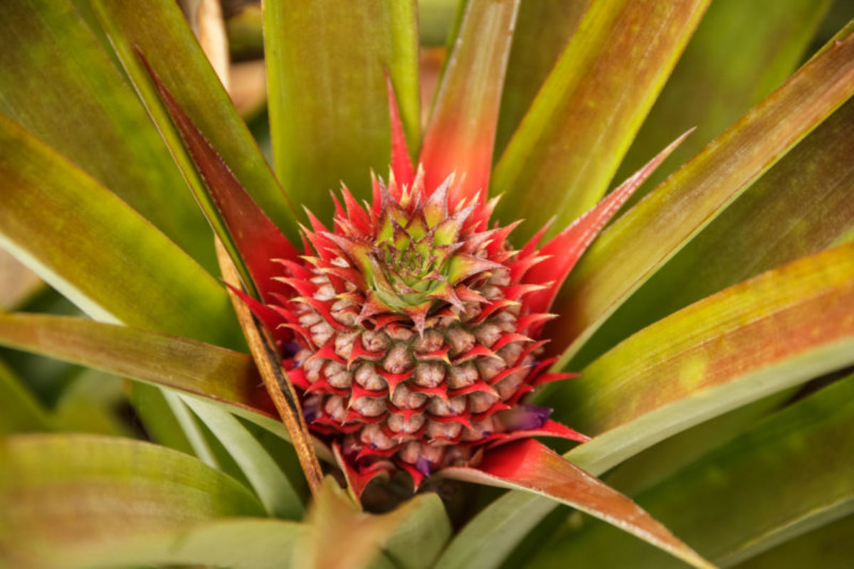 Hides, Hela Province, 2012. A young pineapple.