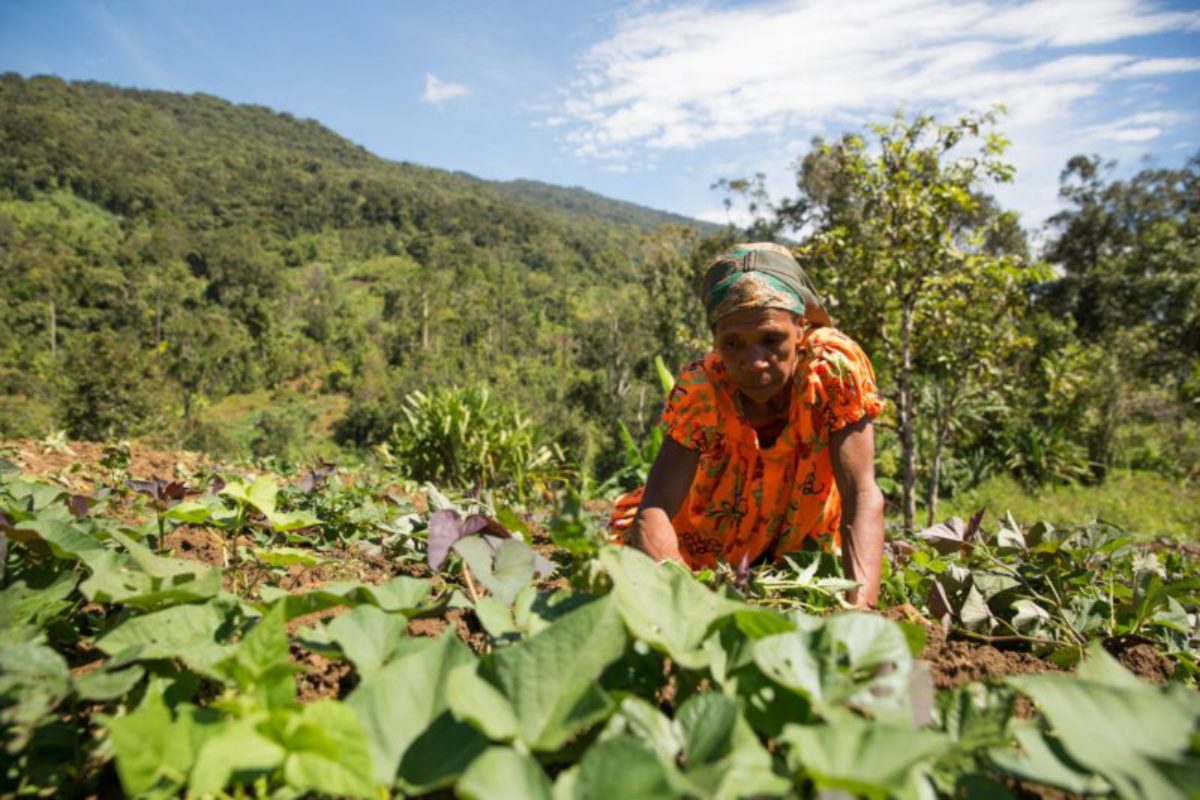 Hides, 2018. A woman tends to her new garden. After a devastating earthquake in February 2018, most rural gardens were destroyed and are only just beginning to get their basic livelihoods back on track.