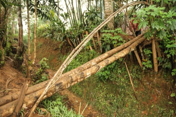 Hides, Hela Province, 2012. A long and narrow bridge made from poles crosses over a Huli ditch.