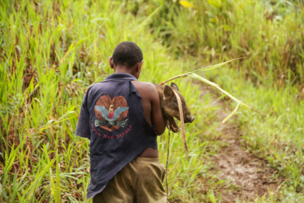 Hides, Hela Province, 2012.