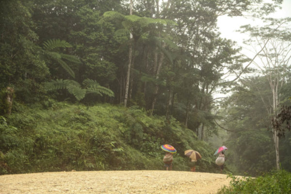 Moro, Southern Highlands Province, 2013. Women walk down the road through the thick forest on a rainy morning.