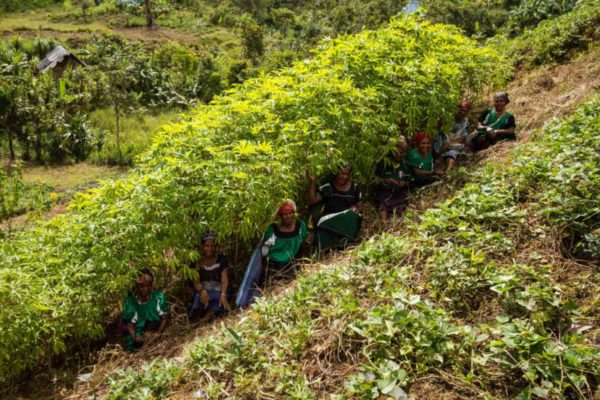 Homa-Paua, Southern Highlands, 2014. Women sit in the shade of casava plants to avoid the hot afternoon sun.